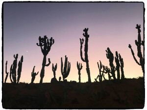 IMG_4385_Fotor