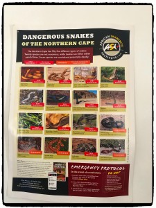 dangerous snake