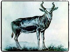 LE BOEUF MANGEUR DE SERPENTS