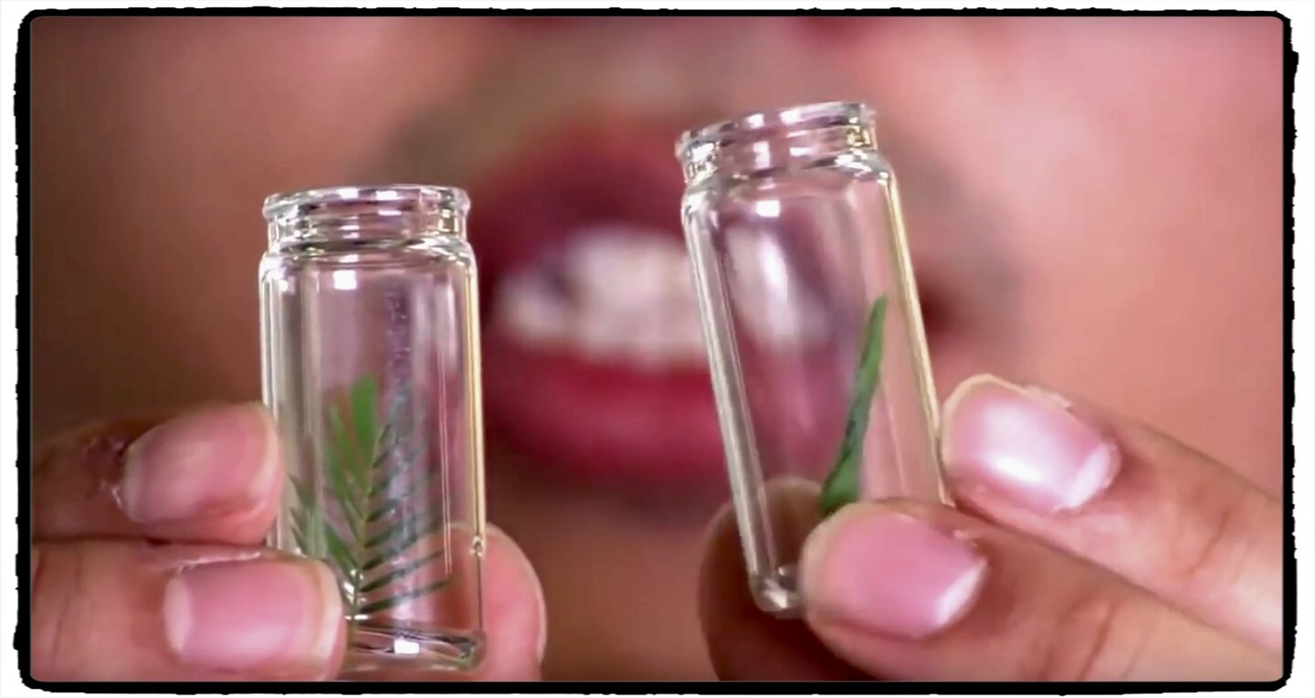 L’ESPERIT DE LES PLANTES / L’ESPRIT DE PLANTES (version catalane)