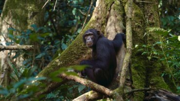 ÉPIDÉMIES SAUVAGES – Les animaux face à la contamination