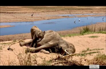 LE CHAGRIN DES ANIMAUX